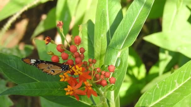 Fluture Flori Culoare Portocalie Luând Alimente Fundal Verde Pădure Fluture — Videoclip de stoc