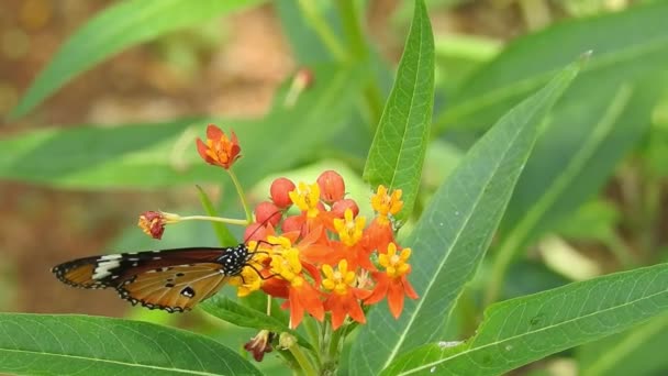 배경을 모나크 나비는 꽃에서 화밀을 빨아먹고 매크로 클로즈업 호랑이 버터플라이 — 비디오