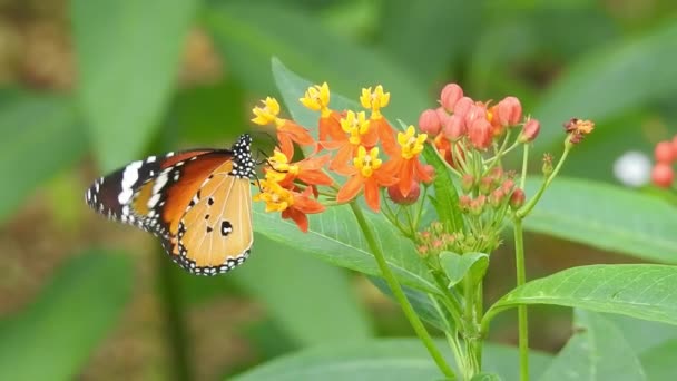 Mariposa Monarca Sentada Color Naranja Meadow Buttercup Flowers Rubiaceae Con — Vídeos de Stock