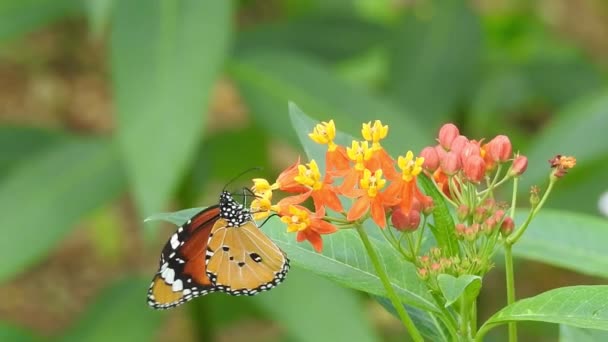 배경을 모나크 나비는 꽃에서 화밀을 빨아먹고 매크로 클로즈업 호랑이 버터플라이 — 비디오