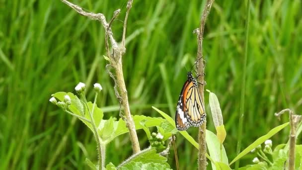Monarch Schmetterling Sitzt Auf Orangefarbenen Meadow Butterblumen Rubiaceae Mit Grünem — Stockvideo
