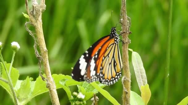 Monarcha Motyl Siedzi Pomarańczowym Kolorze Łąka Buttercup Kwiaty Rubiaceae Zielonym — Wideo stockowe