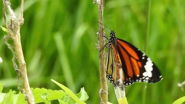 Monarch Fjäril Sitter Orange Färg Äng Smörblomma Blommor Rubiaceae Med — Stockvideo