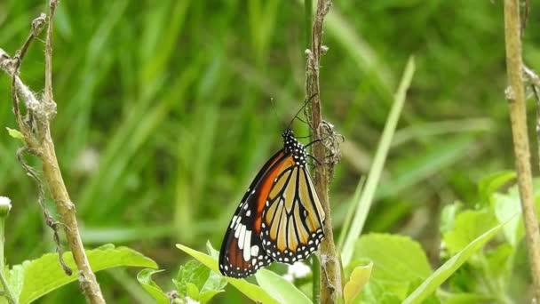 Monarcha Motyl Siedzi Pomarańczowym Kolorze Łąka Buttercup Kwiaty Rubiaceae Zielonym — Wideo stockowe