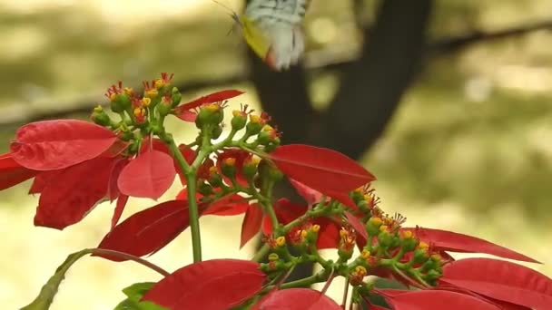 Gri Arka Planda Üzerinde Kopya Alanı Olan Papatya Çiçeğinin Kanatlarını — Stok video