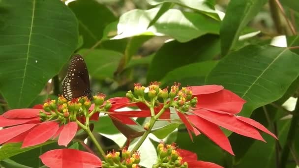 Gri Arka Planda Üzerinde Kopya Alanı Olan Papatya Çiçeğinin Kanatlarını — Stok video