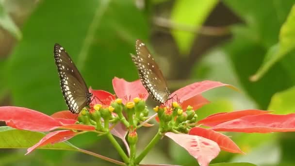 Langzame Beweging Van Mooie Blauwe Zijde Morpho Vlinder Openen Vleugels — Stockvideo