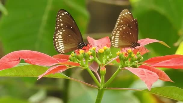 コピースペースと灰色の背景にデイジーの花に美しい青い絹のモーフ蝶の開口翼の遅い動き 熱帯エキゾチックなモナーク蝶の赤い花に餌を閉じる 春の楽園 緑豊かな葉の自然背景 — ストック動画