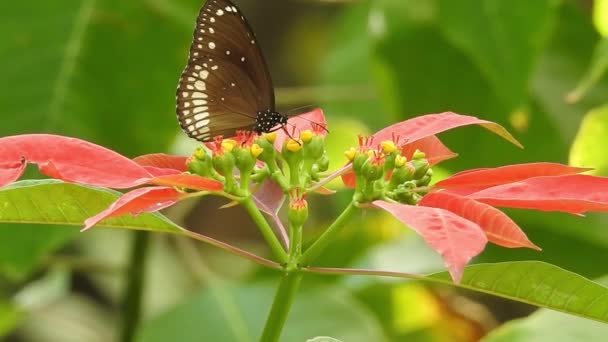Movimiento Lento Hermosas Alas Mariposa Morfo Seda Azul Una Flor — Vídeos de Stock