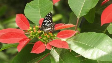 Gri arka planda, üzerinde kopya alanı olan papatya çiçeğinin kanatlarını açan güzel mavi ipek morpho kelebeğinin yavaş hareketi. Tropik egzotik kral kelebeği kırmızı çiçeklerle besleniyor. Bahar cenneti, yemyeşil doğal arka plan. Kelebek 