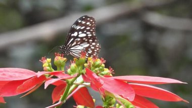 Gri arka planda, üzerinde kopya alanı olan papatya çiçeğinin kanatlarını açan güzel mavi ipek morpho kelebeğinin yavaş hareketi. Tropik egzotik kral kelebeği kırmızı çiçeklerle besleniyor. Bahar cenneti, yemyeşil doğal arka plan. Kelebek 
