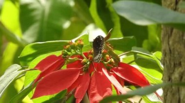 Gri arka planda, üzerinde kopya alanı olan papatya çiçeğinin kanatlarını açan güzel mavi ipek morpho kelebeğinin yavaş hareketi. Tropik egzotik kral kelebeği kırmızı çiçeklerle besleniyor. Bahar cenneti, yemyeşil doğal arka plan. Kelebek 