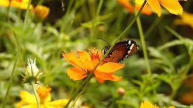 Beslendikten sonra pembe çiçekten uçan siyah ve turuncu kelebek. Kelebek uçuşu konsepti. Ağır çekim kelebek gündüz vakti beyaz çiçeği yakalıyor. Bu kelebek çok güzel turuncu siyah renkli kanatları var. Taze ve güzel yeşil doğa.