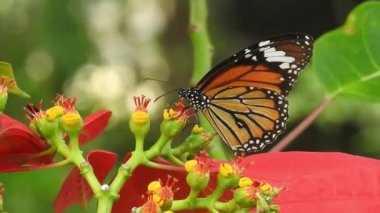 Beslendikten sonra pembe çiçekten uçan siyah ve turuncu kelebek. Kelebek uçuşu konsepti. Ağır çekim kelebek gündüz vakti beyaz çiçeği yakalıyor. Bu kelebek çok güzel turuncu siyah renkli kanatları var. Taze ve güzel yeşil doğa.