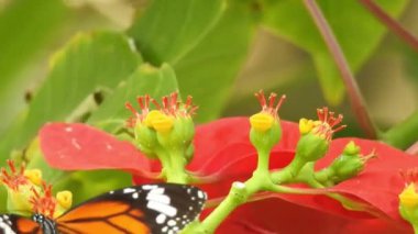 Beslendikten sonra pembe çiçekten uçan siyah ve turuncu kelebek. Kelebek uçuşu konsepti. Ağır çekim kelebek gündüz vakti beyaz çiçeği yakalıyor. Bu kelebek çok güzel turuncu siyah renkli kanatları var. Taze ve güzel yeşil doğa.