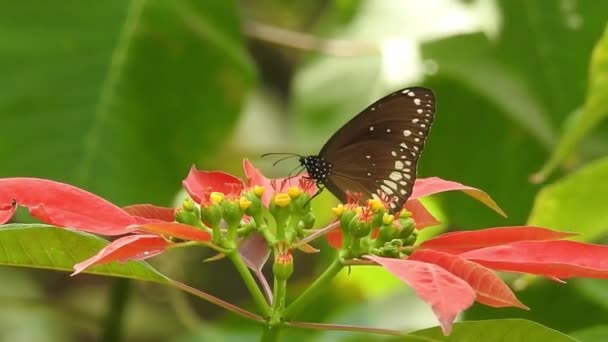 Медленное Движение Красивой Синей Шелковой Морфо Бабочки Открывающей Крылья Цветке — стоковое видео