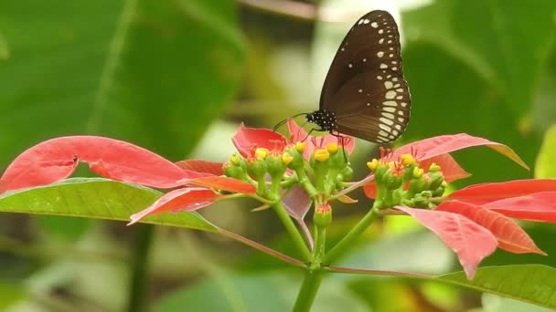 배경에 데이지 위에서 날개를 펼치는 아름다운 나비의 움직임 말이죠 특이한 — 비디오