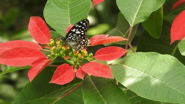Powolny Ruch Pięknego Niebieskiego Jedwabnego Motyla Morpho Otwierającego Skrzydła Stokrotnym — Wideo stockowe