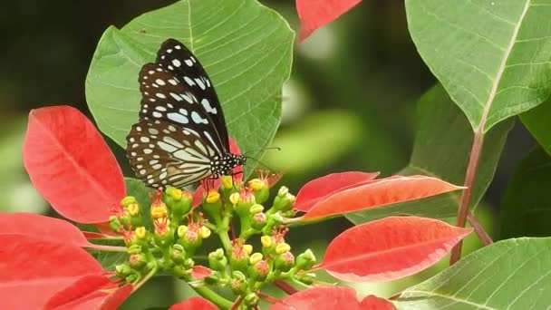 Powolny Ruch Pięknego Niebieskiego Jedwabnego Motyla Morpho Otwierającego Skrzydła Stokrotnym — Wideo stockowe