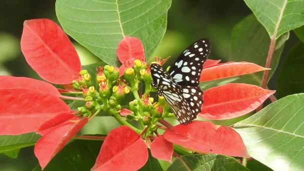 Повільний Рух Красивих Синіх Шовкових Морфо Метеликів Відкривають Крила Ромашковій — стокове відео