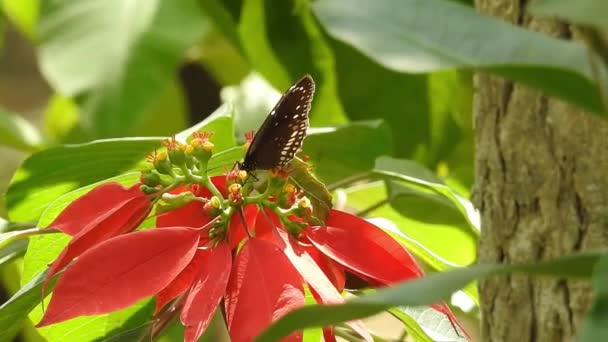 コピースペースと灰色の背景にデイジーの花に美しい青い絹のモーフ蝶の開口翼の遅い動き 熱帯エキゾチックなモナーク蝶の赤い花に餌を閉じる 春の楽園 緑豊かな葉の自然背景 — ストック動画