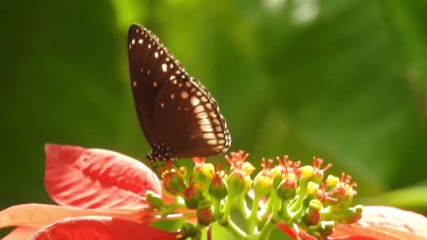 黑色和橙色蝴蝶觅食后从粉红的花朵上飞走 蝴蝶飞行的概念 在白天 慢动作蝴蝶在捕捉白花 这只蝴蝶是美丽的橙色黑色翅膀 它是新鲜美丽的绿色自然 — 图库视频影像