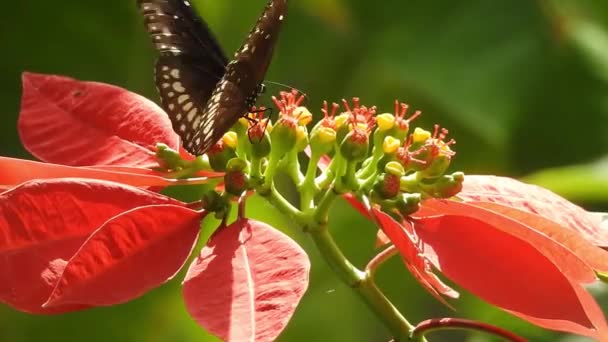 Μαύρη Και Πορτοκαλί Πεταλούδα Που Πετούν Μακριά Από Ροζ Λουλούδι — Αρχείο Βίντεο