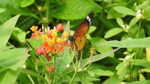 Zwarte Oranje Vlinder Vliegen Weg Van Roze Bloem Het Voeden — Stockvideo
