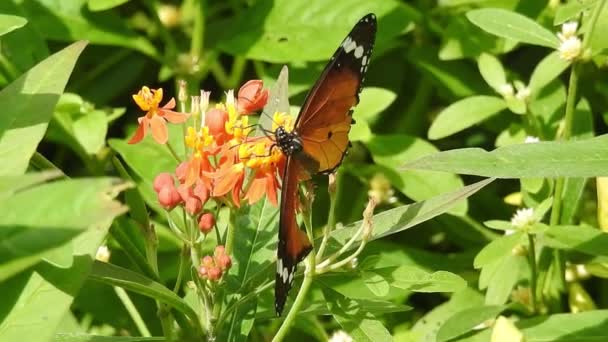 餌をやるとピンク色の花から黒い蝶とオレンジ色の蝶が飛んでいきます 蝶の飛行の概念 動きの遅い蝶は昼間に白い花をキャッチ飛ぶ この蝶は美しいオレンジ色の黒い翼です 清新で美しい緑の自然 — ストック動画