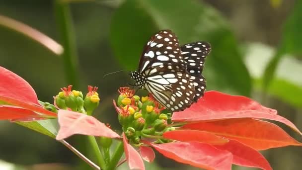 Zwarte Oranje Vlinder Vliegen Weg Van Roze Bloem Het Voeden — Stockvideo