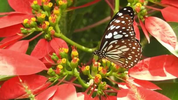 Fekete Narancssárga Pillangó Repül Rózsaszín Virág Étkezés Után Pillangó Repülési — Stock videók
