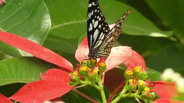 Mariposa Negra Naranja Que Vuela Lejos Flor Rosa Después Alimentarse — Vídeo de stock