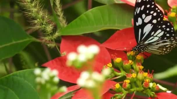 Černooranžový Motýl Odlétá Růžové Květy Krmení Motýlí Létání Pomalý Motýl — Stock video