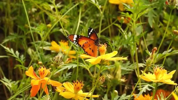 Farfalla Nera Arancione Che Vola Dal Fiore Rosa Dopo Alimentazione — Video Stock