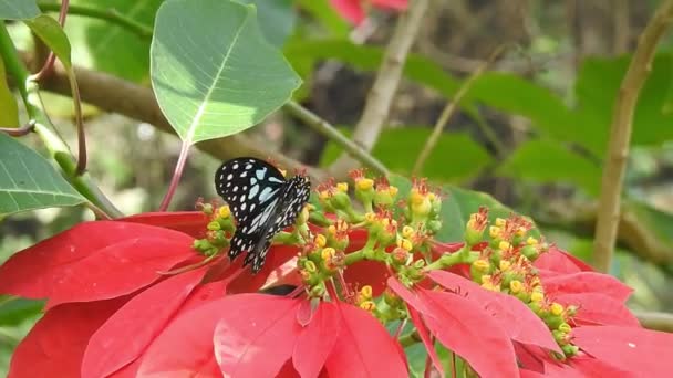 餌をやるとピンク色の花から黒い蝶とオレンジ色の蝶が飛んでいきます 蝶の飛行の概念 動きの遅い蝶は昼間に白い花をキャッチ飛ぶ この蝶は美しいオレンジ色の黒い翼です 清新で美しい緑の自然 — ストック動画