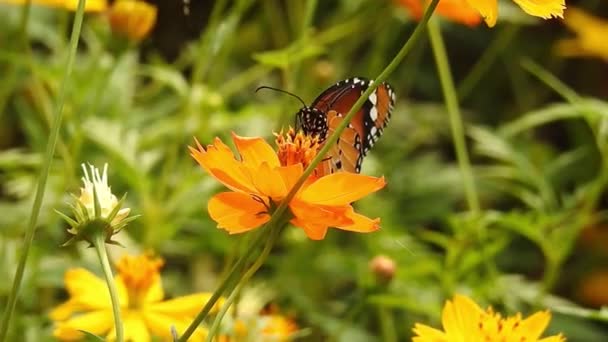 Μαύρη Και Πορτοκαλί Πεταλούδα Που Πετούν Μακριά Από Ροζ Λουλούδι — Αρχείο Βίντεο