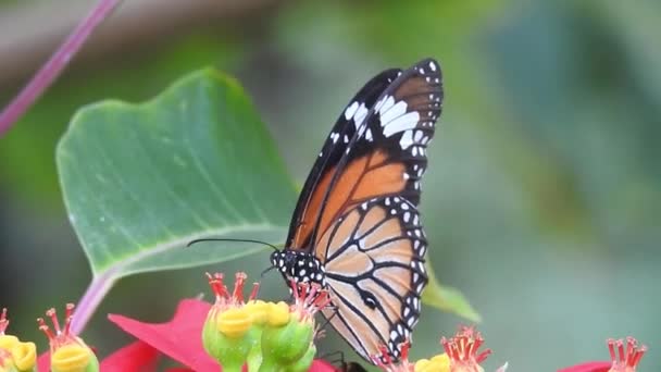 黑色和橙色蝴蝶觅食后从粉红的花朵上飞走 蝴蝶飞行的概念 在白天 慢动作蝴蝶在捕捉白花 这只蝴蝶是美丽的橙色黑色翅膀 它是新鲜美丽的绿色自然 — 图库视频影像