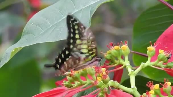 Czarno Pomarańczowy Motyl Odlatujący Różowego Kwiatu Karmieniu Koncepcja Latania Motylkiem — Wideo stockowe