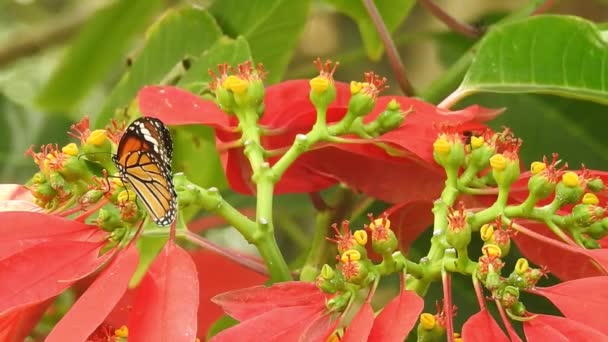 Czarno Pomarańczowy Motyl Odlatujący Różowego Kwiatu Karmieniu Koncepcja Latania Motylkiem — Wideo stockowe