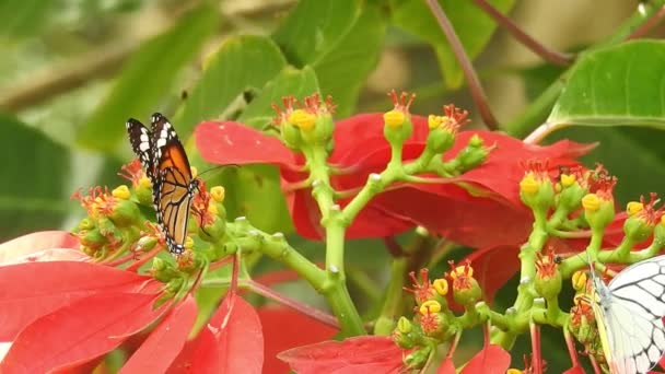 Mariposa Negra Naranja Que Vuela Lejos Flor Rosa Después Alimentarse — Vídeos de Stock