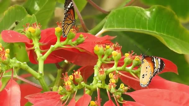 Borboleta Monarca Exótica Tropical Alimentando Flores Vermelhas Macro Close Paraíso — Vídeo de Stock