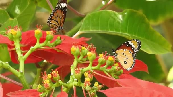 Borboleta Monarca Exótica Tropical Alimentando Flores Vermelhas Macro Close Paraíso — Vídeo de Stock