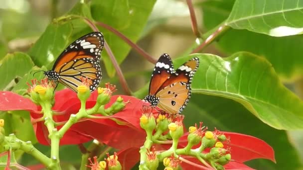Tropical Exótica Mariposa Monarca Alimentándose Flores Rojas Macro Cerca Paraíso — Vídeos de Stock