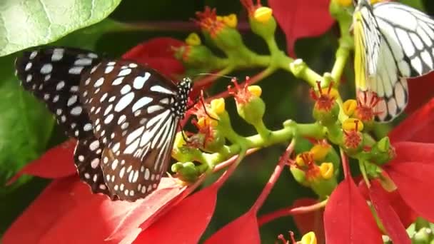Тропическая Экзотическая Бабочка Монарх Питается Красными Цветами Макро Крупным Планом — стоковое видео