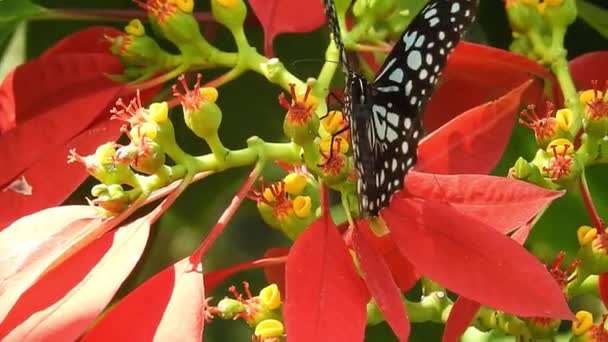 Tropical Exótica Mariposa Monarca Alimentándose Flores Rojas Macro Cerca Paraíso — Vídeo de stock