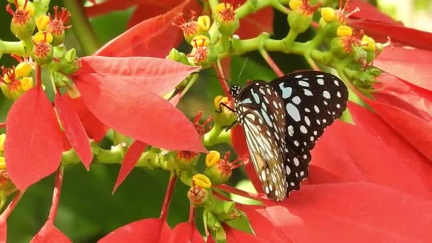 Tropikalny Egzotyczny Monarcha Motyl Żywiący Się Czerwonymi Kwiatami Makro Zbliżenie — Wideo stockowe