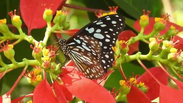 Farfalla Monarca Esotica Tropicale Che Nutre Fiori Rossi Macro Vicino — Video Stock