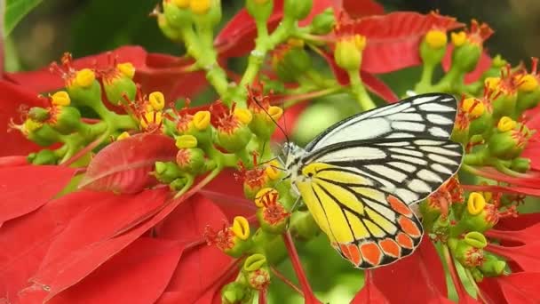 Tropikalny Egzotyczny Monarcha Motyl Żywiący Się Czerwonymi Kwiatami Makro Zbliżenie — Wideo stockowe