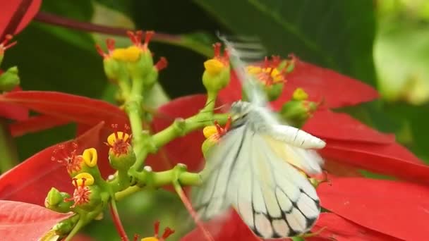 Tropical Exótica Mariposa Monarca Alimentándose Flores Rojas Macro Cerca Paraíso — Vídeos de Stock
