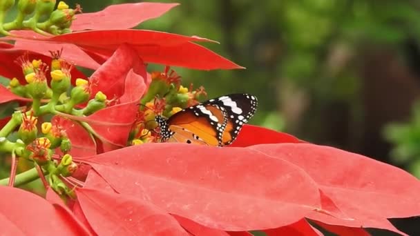 Тропічний Екзотичний Монарх Метелик Харчується Макросом Червоних Квітів Крупним Планом — стокове відео